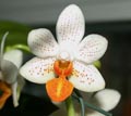 Orchideenhobby Bilder